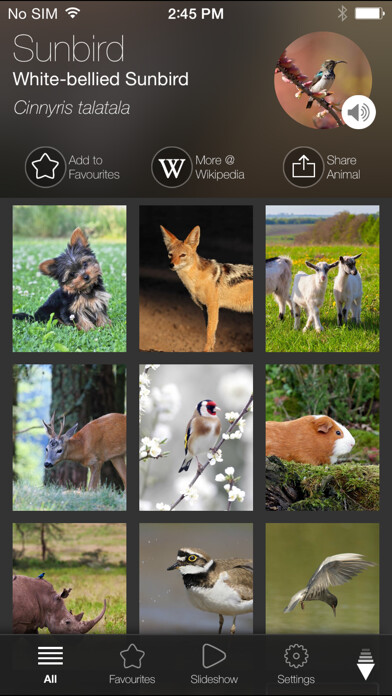 Emulate iPhone app Animal Explorer: Sounds and Photos using MyAndroid Emulate iPhone app Animal Explorer: Sounds and Photos using MyAndroid