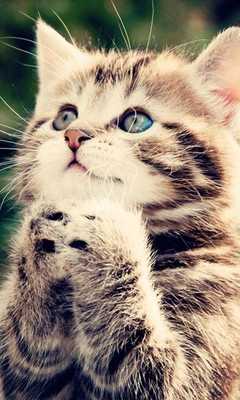 Emulate Android APK Animal Funny Ringtone