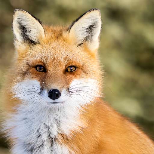 Run android online APK Animal HD Jigsaw Puzzles from MyAndroid or emulate Animal HD Jigsaw Puzzles using MyAndroid Run android online APK Animal HD Jigsaw Puzzles from MyAndroid or emulate Animal HD Jigsaw Puzzles using MyAndroid