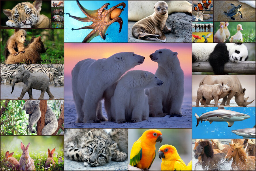 Run android online APK Animal Jigsaw Puzzle Game Kids from MyAndroid or emulate Animal Jigsaw Puzzle Game Kids using MyAndroid Run android online APK Animal Jigsaw Puzzle Game Kids from MyAndroid or emulate Animal Jigsaw Puzzle Game Kids using MyAndroid