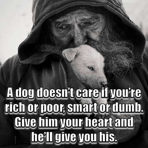 Run android online APK Animal Lover Quotes - Dog Lover Status - Cat Love from MyAndroid or emulate Animal Lover Quotes - Dog Lover Status - Cat Love using MyAndroid