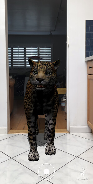 Run android online APK Animal Safari AR from MyAndroid or emulate Animal Safari AR using MyAndroid Run android online APK Animal Safari AR from MyAndroid or emulate Animal Safari AR using MyAndroid