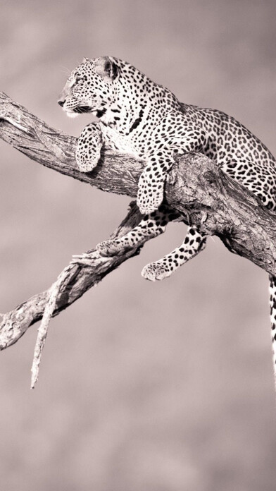 Emulate iPhone app Animals & Birds HD Wallpaper - Great Collection using MyAndroid Emulate iPhone app Animals & Birds HD Wallpaper - Great Collection using MyAndroid