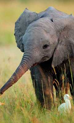 Emulate Android APK Animals Collection