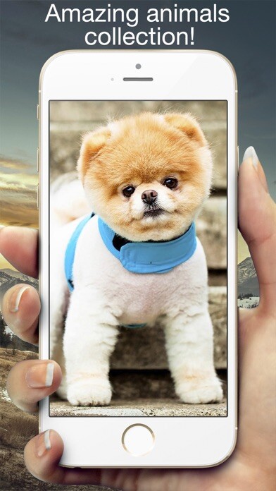 Emulate iPhone app Animals fluffy using MyAndroid Emulate iPhone app Animals fluffy using MyAndroid