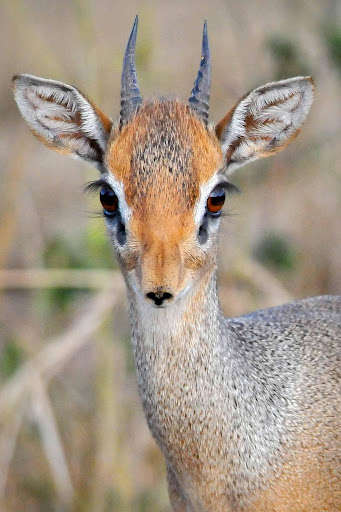 Run android online APK Animals Live Wallpaper from MyAndroid or emulate Animals Live Wallpaper using MyAndroid Run android online APK Animals Live Wallpaper from MyAndroid or emulate Animals Live Wallpaper using MyAndroid