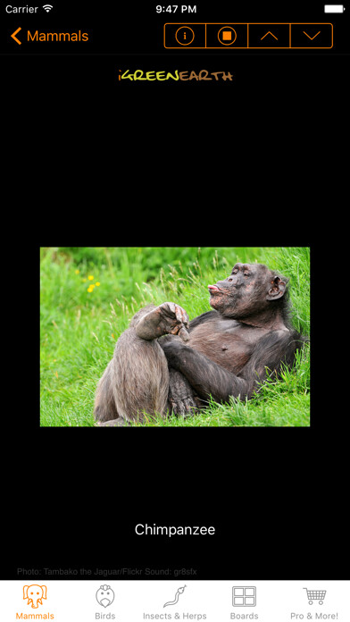 Emulate iPhone app Animal Sounds and Noises using MyAndroid Emulate iPhone app Animal Sounds and Noises using MyAndroid