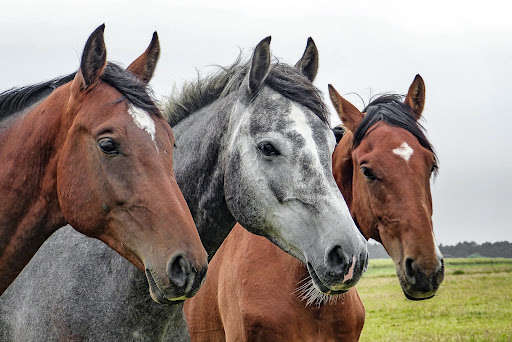 Run android online APK Animal sounds horse from MyAndroid or emulate Animal sounds horse using MyAndroid Run android online APK Animal sounds horse from MyAndroid or emulate Animal sounds horse using MyAndroid
