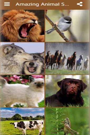 Run android online APK Animal Sounds Of The Wild from MyAndroid or emulate Animal Sounds Of The Wild using MyAndroid