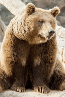 Emulate Android APK Animal Sounds Zoo Emulate Android APK Animal Sounds Zoo