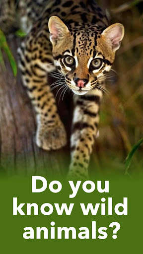 Emulate Android APK Animals Quiz - Learn All Mammals, Birds and more!