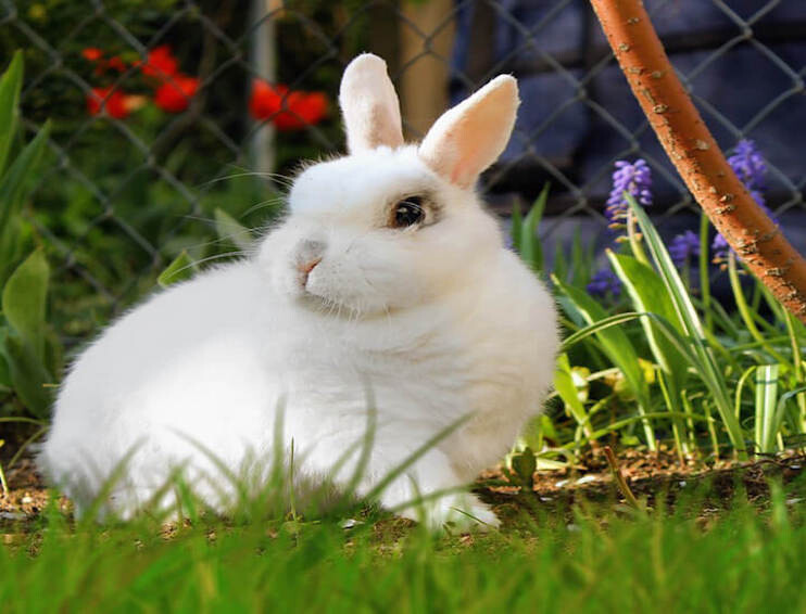 Run android online APK Animals Smart Puzzle from MyAndroid or emulate Animals Smart Puzzle using MyAndroid