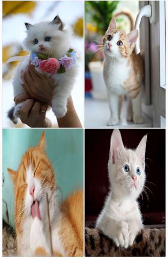 Run android online APK Animal Wallpaper Kartot from MyAndroid or emulate Animal Wallpaper Kartot using MyAndroid Run android online APK Animal Wallpaper Kartot from MyAndroid or emulate Animal Wallpaper Kartot using MyAndroid