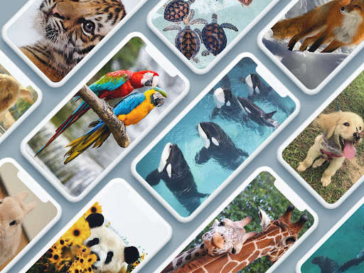 Run android online APK Animal wallpapers HD 4k cute animals from MyAndroid or emulate Animal wallpapers HD 4k cute animals using MyAndroid Run android online APK Animal wallpapers HD 4k cute animals from MyAndroid or emulate Animal wallpapers HD 4k cute animals using MyAndroid