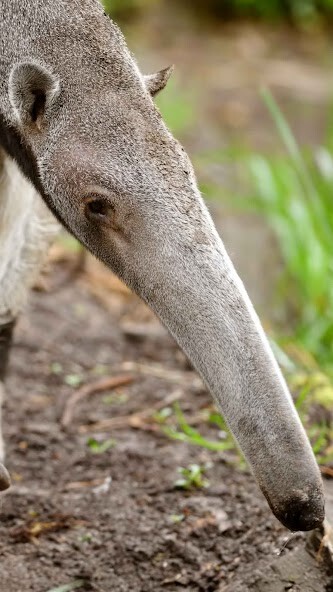Run android online APK Anteater Wallpaper from MyAndroid or emulate Anteater Wallpaper using MyAndroid Run android online APK Anteater Wallpaper from MyAndroid or emulate Anteater Wallpaper using MyAndroid