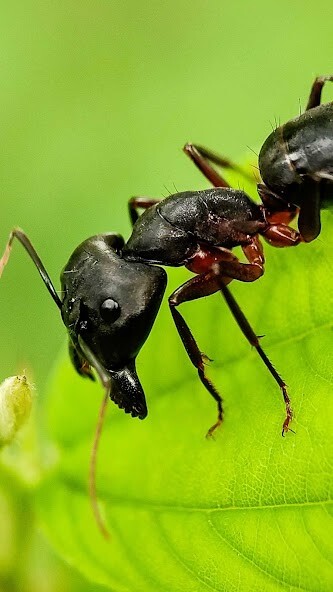 Run android online APK Ant Wallpaper from MyAndroid or emulate Ant Wallpaper using MyAndroid Run android online APK Ant Wallpaper from MyAndroid or emulate Ant Wallpaper using MyAndroid