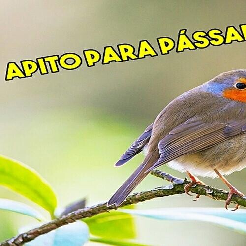 Run android online APK Apito para Passaros from MyAndroid or emulate Apito para Passaros using MyAndroid Run android online APK Apito para Passaros from MyAndroid or emulate Apito para Passaros using MyAndroid