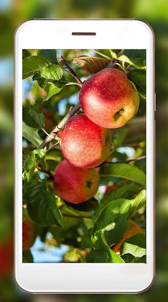 Run android online APK Apples Live Wallpaper from MyAndroid or emulate Apples Live Wallpaper using MyAndroid Run android online APK Apples Live Wallpaper from MyAndroid or emulate Apples Live Wallpaper using MyAndroid