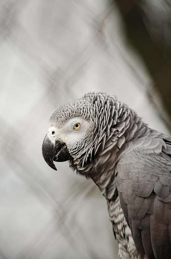 Run android online APK Appp.io - African Grey Parrot Sounds from MyAndroid or emulate Appp.io - African Grey Parrot Sounds using MyAndroid