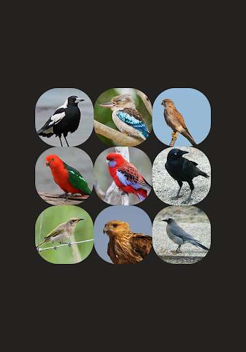Emulate Android APK Appp.io - Australian Bird sounds Emulate Android APK Appp.io - Australian Bird sounds