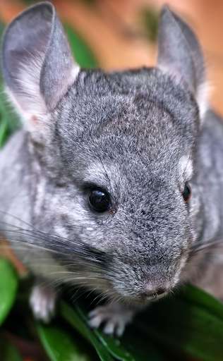 Run android online APK Appp.io - Chinchilla sounds from MyAndroid or emulate Appp.io - Chinchilla sounds using MyAndroid Run android online APK Appp.io - Chinchilla sounds from MyAndroid or emulate Appp.io - Chinchilla sounds using MyAndroid