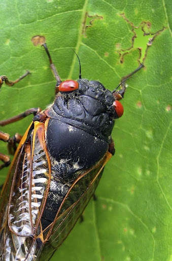 Run android online APK Appp.io - Cicada Sounds from MyAndroid or emulate Appp.io - Cicada Sounds using MyAndroid