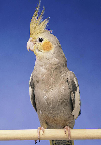 Run android online APK Appp.io - Cockatiel Sounds from MyAndroid or emulate Appp.io - Cockatiel Sounds using MyAndroid Run android online APK Appp.io - Cockatiel Sounds from MyAndroid or emulate Appp.io - Cockatiel Sounds using MyAndroid
