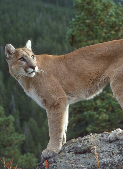 Run android online APK Appp.io - Cougar and Mountain Lion Sounds from MyAndroid or emulate Appp.io - Cougar and Mountain Lion Sounds using MyAndroid Run android online APK Appp.io - Cougar and Mountain Lion Sounds from MyAndroid or emulate Appp.io - Cougar and Mountain Lion Sounds using MyAndroid