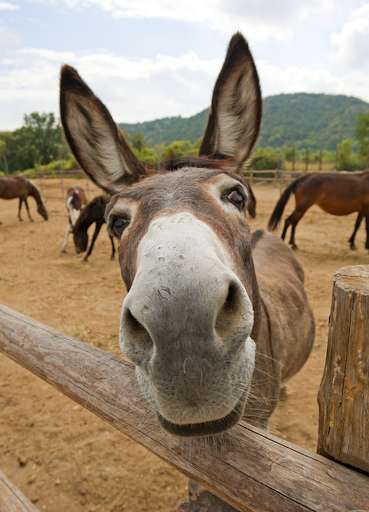 Run android online APK Appp.io - Donkey Sounds from MyAndroid or emulate Appp.io - Donkey Sounds using MyAndroid