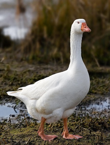 Run android online APK Appp.io - Goose Sounds from MyAndroid or emulate Appp.io - Goose Sounds using MyAndroid