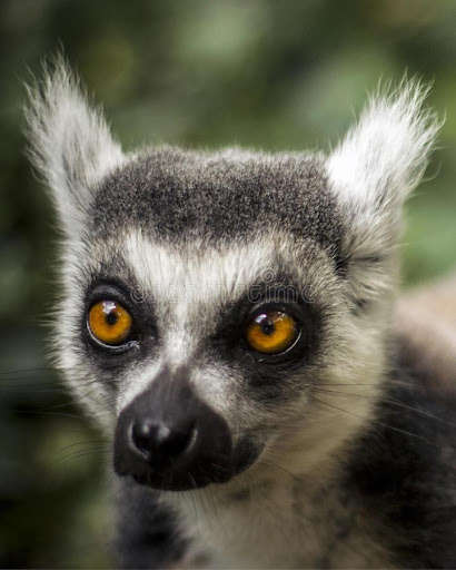 Run android online APK Appp.io - Lemur Sounds from MyAndroid or emulate Appp.io - Lemur Sounds using MyAndroid