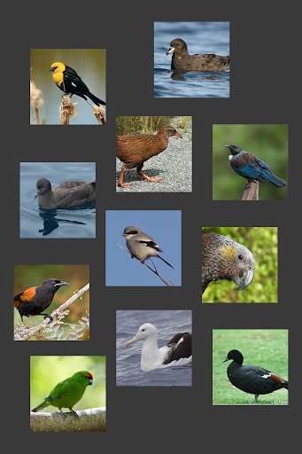 Run android online APK Appp.io - New Zealand Bird Sounds from MyAndroid or emulate Appp.io - New Zealand Bird Sounds using MyAndroid Run android online APK Appp.io - New Zealand Bird Sounds from MyAndroid or emulate Appp.io - New Zealand Bird Sounds using MyAndroid