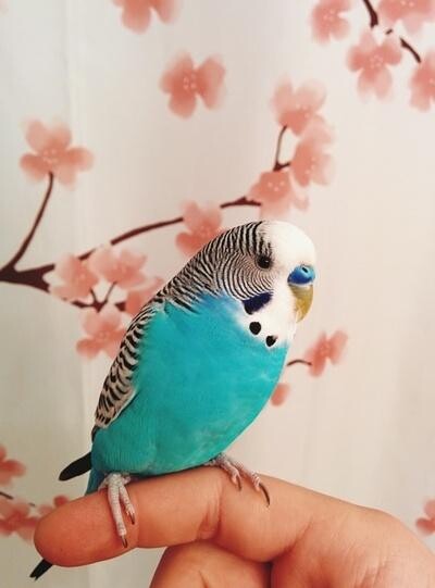 Run android online APK Appp.io - Parakeet Sounds from MyAndroid or emulate Appp.io - Parakeet Sounds using MyAndroid Run android online APK Appp.io - Parakeet Sounds from MyAndroid or emulate Appp.io - Parakeet Sounds using MyAndroid