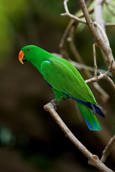 Run android online APK Appp.io - Parrot sounds! from MyAndroid or emulate Appp.io - Parrot sounds! using MyAndroid Run android online APK Appp.io - Parrot sounds! from MyAndroid or emulate Appp.io - Parrot sounds! using MyAndroid