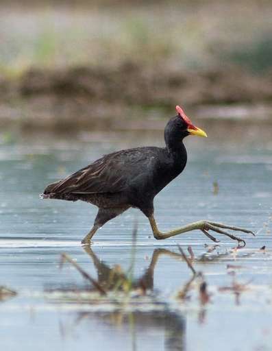 Run android online APK Appp.io - Watercock Bird Calls from MyAndroid or emulate Appp.io - Watercock Bird Calls using MyAndroid Run android online APK Appp.io - Watercock Bird Calls from MyAndroid or emulate Appp.io - Watercock Bird Calls using MyAndroid