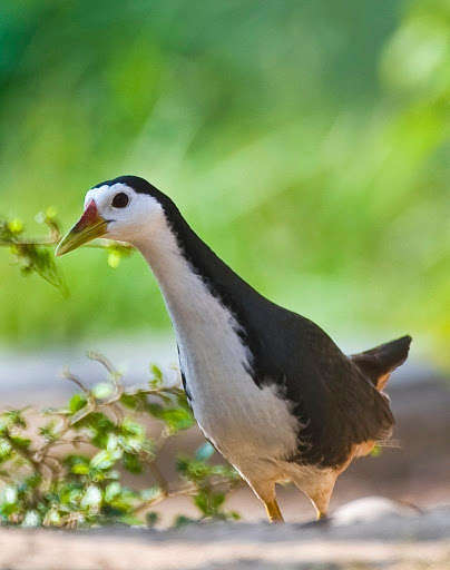 Emulate Android APK Appp.io - White-breasted waterhen Calls Emulate Android APK Appp.io - White-breasted waterhen Calls