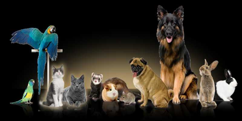 Emulate Android APK Aqua Pets Emulate Android APK Aqua Pets