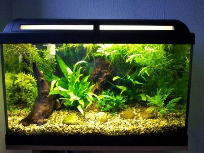 Emulate Android APK Aquarium Design Ideas Emulate Android APK Aquarium Design Ideas