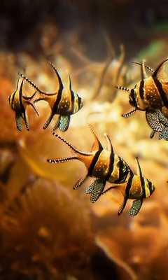Emulate Android APK Aquarium Life Emulate Android APK Aquarium Life