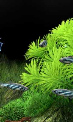 Emulate Android APK Aquarium Live Free Wallpaper Emulate Android APK Aquarium Live Free Wallpaper