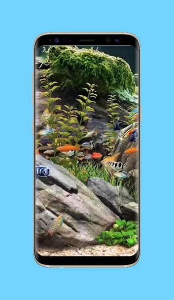 Run android online APK Aquarium Live Wallpaper from MyAndroid or emulate Aquarium Live Wallpaper using MyAndroid Run android online APK Aquarium Live Wallpaper from MyAndroid or emulate Aquarium Live Wallpaper using MyAndroid