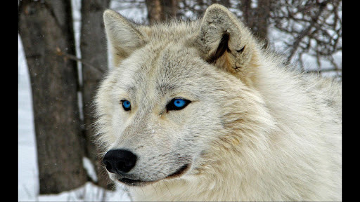 Run android online APK Arctic Wolf. Nature Wallpapers from MyAndroid or emulate Arctic Wolf. Nature Wallpapers using MyAndroid