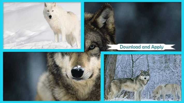 Emulate Android APK Arctic Wolf Wallpaper Emulate Android APK Arctic Wolf Wallpaper