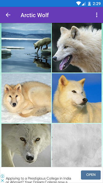 Run android online APK Arctic Wolf, Wolf Wallpapers from MyAndroid or emulate Arctic Wolf, Wolf Wallpapers using MyAndroid