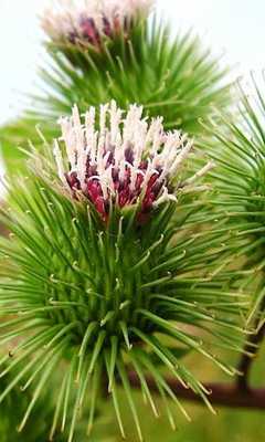 Emulate Android APK Arctium Lappa Wallpapers Emulate Android APK Arctium Lappa Wallpapers