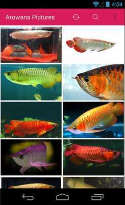 Emulate Android APK Arowana Fish Wallpapers