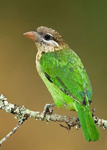 Emulate Android APK Asian barbet bird Sounds ~ Sboard.pro
