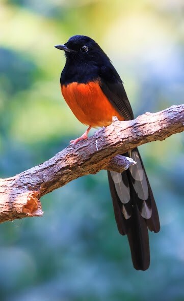 Run android online APK Asian Birds Sounds from MyAndroid or emulate Asian Birds Sounds using MyAndroid Run android online APK Asian Birds Sounds from MyAndroid or emulate Asian Birds Sounds using MyAndroid