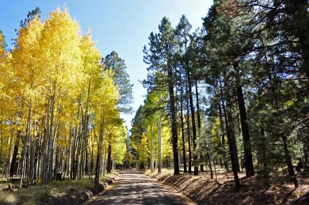 Emulate Android APK Aspen Trees Wallpapers HD FREE Emulate Android APK Aspen Trees Wallpapers HD FREE