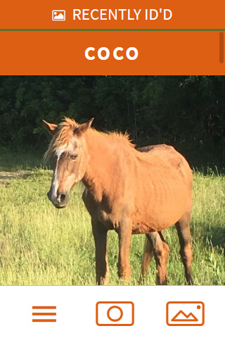Run android online APK Assateague HorseID from MyAndroid or emulate Assateague HorseID using MyAndroid Run android online APK Assateague HorseID from MyAndroid or emulate Assateague HorseID using MyAndroid